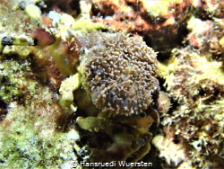 Sponge Crab - Dromia dormia by Hansruedi Wuersten 